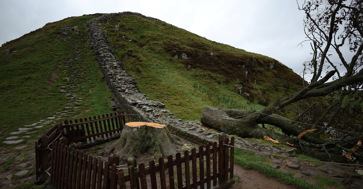 Two men are on trial for brutally cutting down “the most beautiful tree in Britain”.