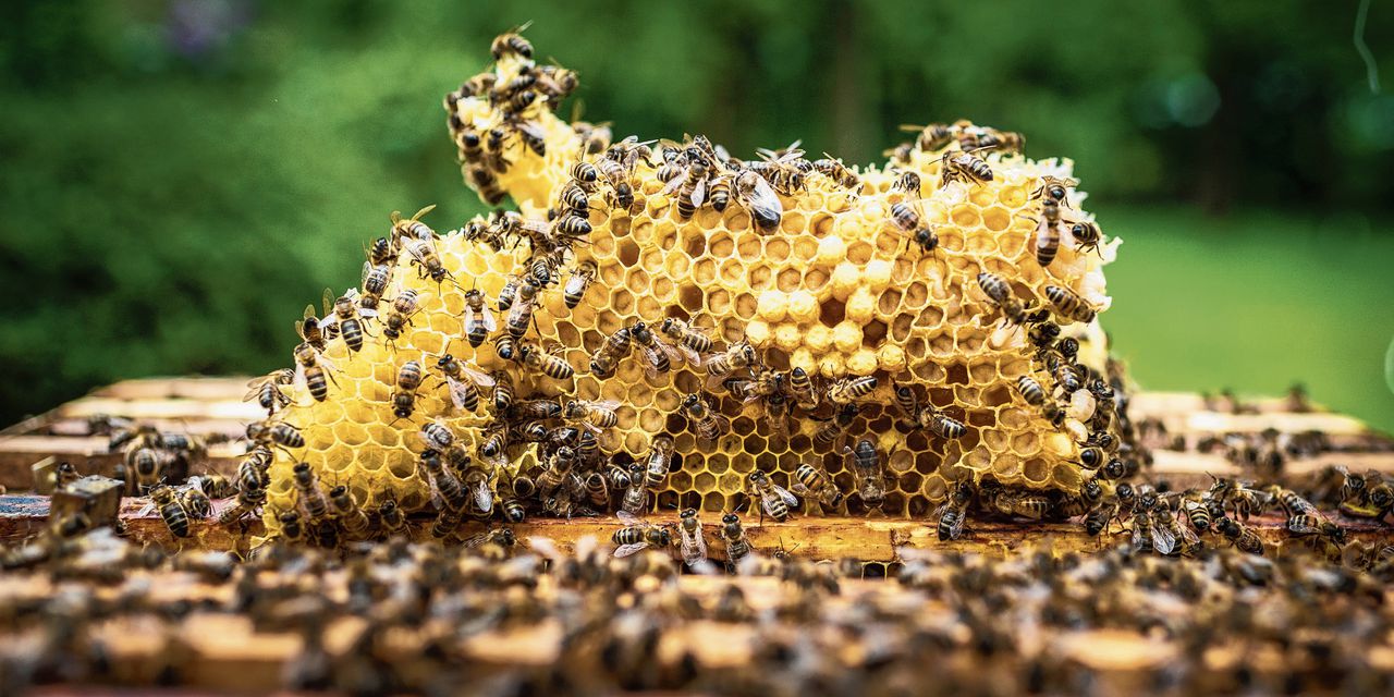 Honingbijen zijn soms vele kilometers onderweg „en dan komen ze gewoon weer veilig thuis, absurd toch?”