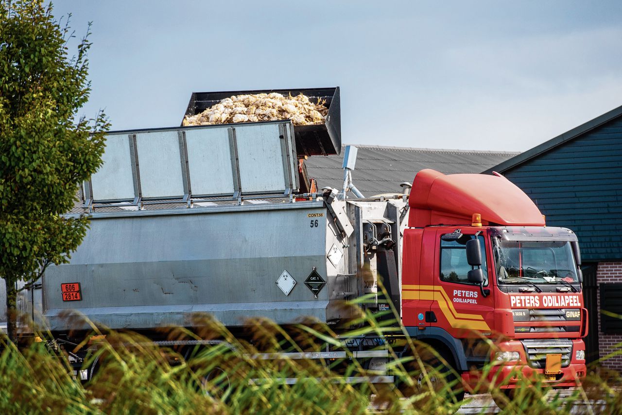 Bij een pluimveebedrijf worden kippen geruimd. Tijdens de huidige uitbraak van vogelgriep zijn in Nederland al vijf miljoen kippen gedood.