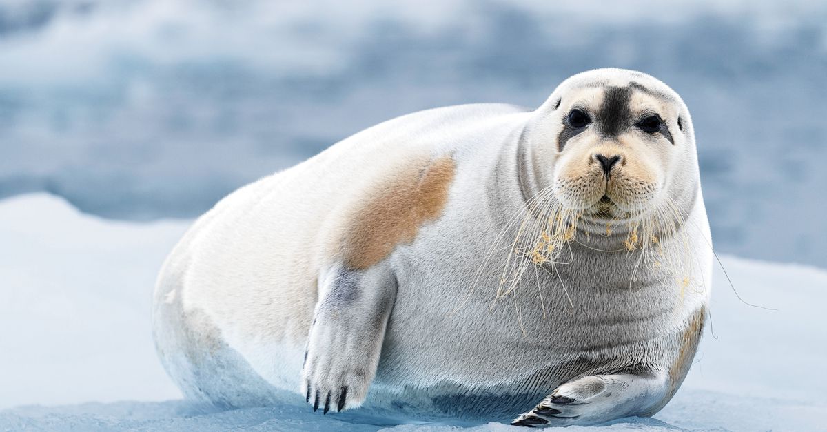 Questa foca artica ha uno scambiatore di calore nel naso