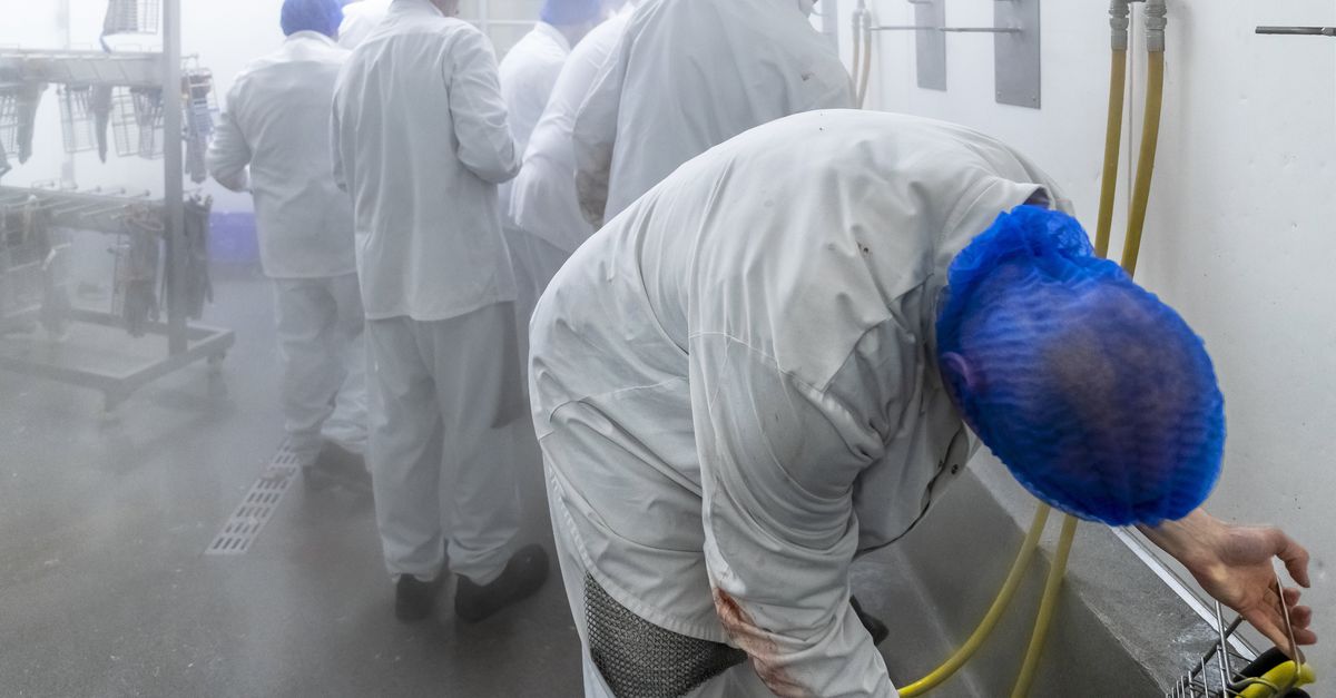 Einde aan uitbuiting van arbeidsmigranten? Kabinet grijpt met uitzendverbod voor de vleessector in met een on-Nederlands middel voor de arbeidsmarkt