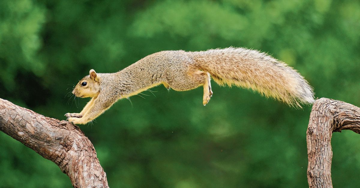 Lo scoiattolo pensa velocemente ad ogni salto