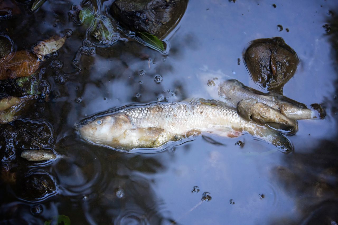 Dode vis in vervuilde rivier.