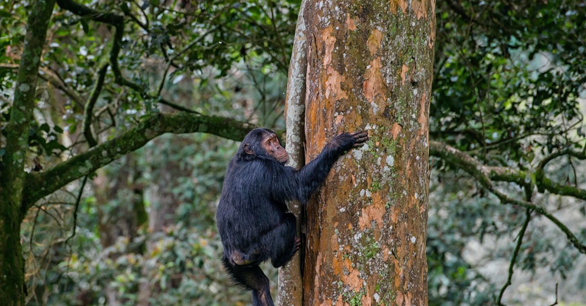 Le grandi scimmie vivono senza coda da 25 milioni di anni
