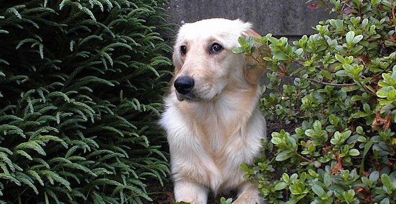 Heeft Je Hond Kanker Geef Hem Geen Spuitje Maar Dure Chemotherapie Nrc