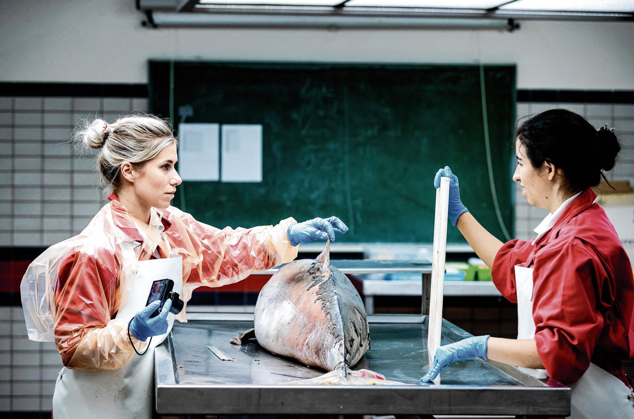 Biologen doen onderzoek aan het lichaam van een eerder aangespoelde bruinvis in de sectiezaal van de faculteit Diergeneeskunde in Utrecht.