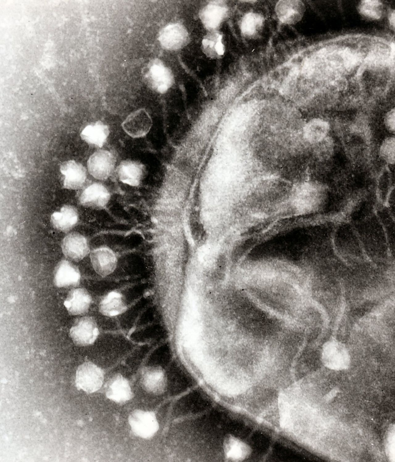 Pas ontdekt  in gezonde darmflora: virussen 