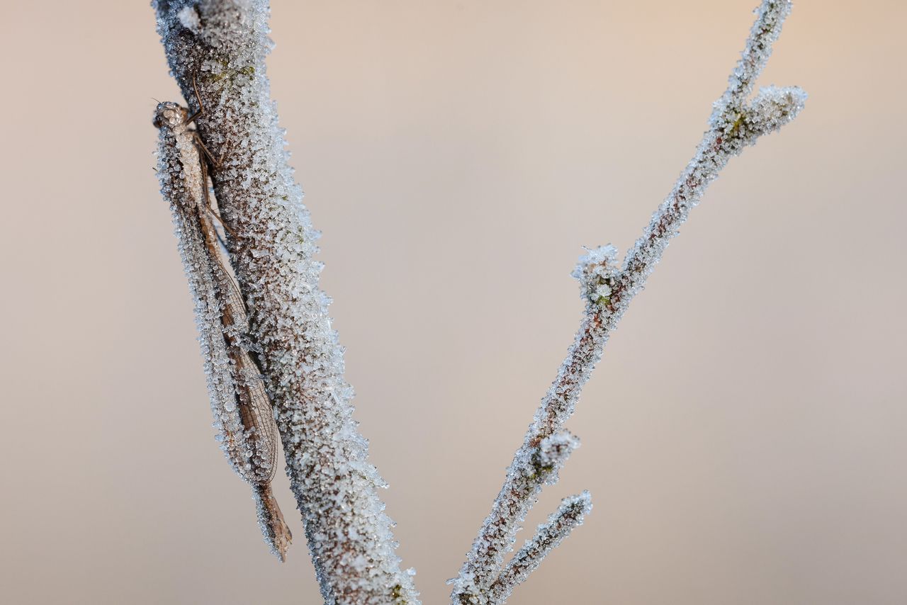 Het bevroren stilleven van de winterjuffer, die ongeschonden wegvliegt als de vorst voorbij is