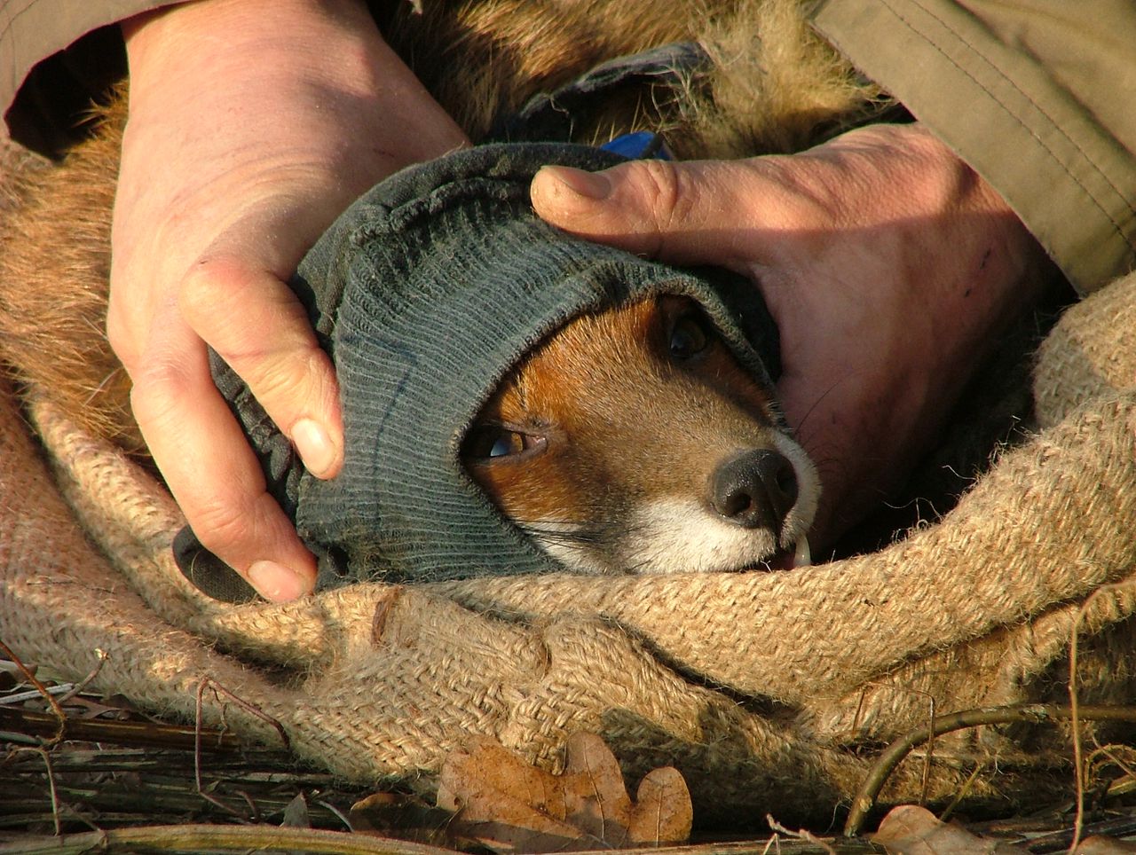 Kous op de kop: onderzoeker vangt vos, beeld uit film Rotvos