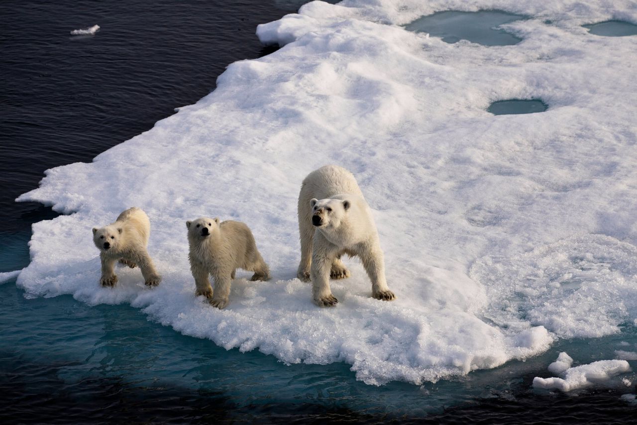 Een ijsbeer met twee jongen op een ijsschots tussen Spitsbergen en de Noordpool.