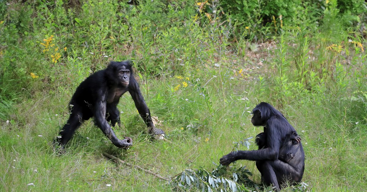 Bonobo’s vredelievend? Welnee. Onderling zijn ze even agressief als chimpansees