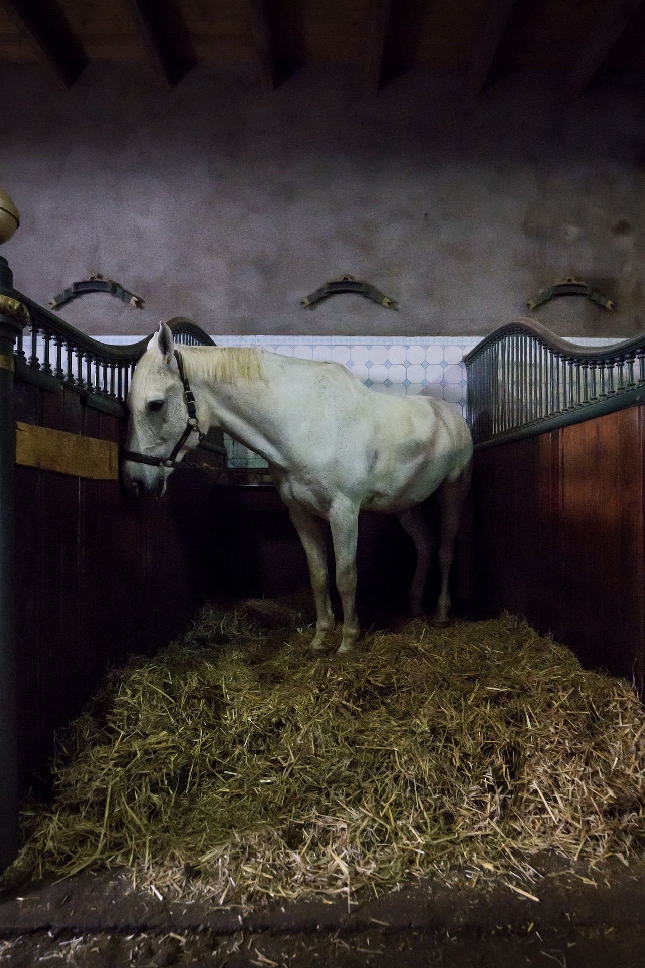 Zelfs in de deftige Hollandsche Manege hebben paarden het zwaar 