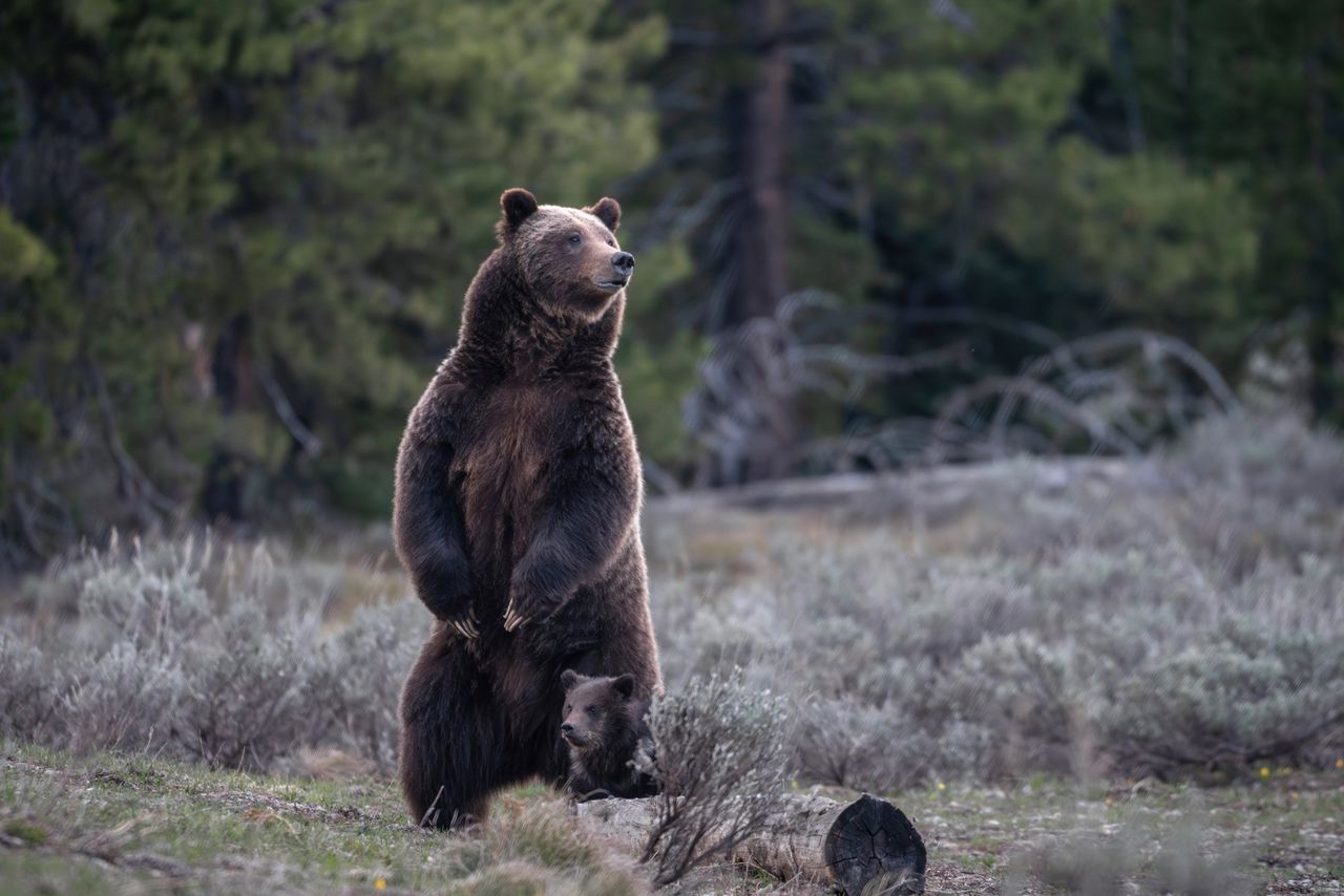 Grizzly 399 in Grand Teton National Park, vorig jaar mei, net na het ontwaken uit haar winterslaap.
