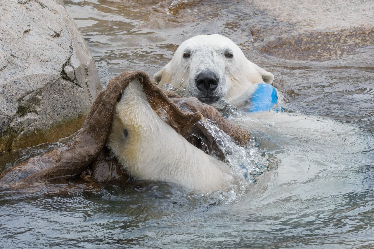 Wildlands Adventure Zoo Emmen. „IJsberen zijn het complete pakketje. Ze kunnen met één klap het hoofd van je romp af slaan.”