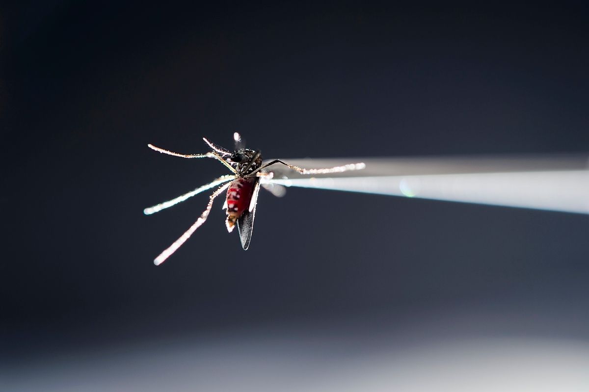 Een mug (Aedes aegypti) wordt onderzocht in een laboratorium. De muggen kunnen zika overbrengen.
