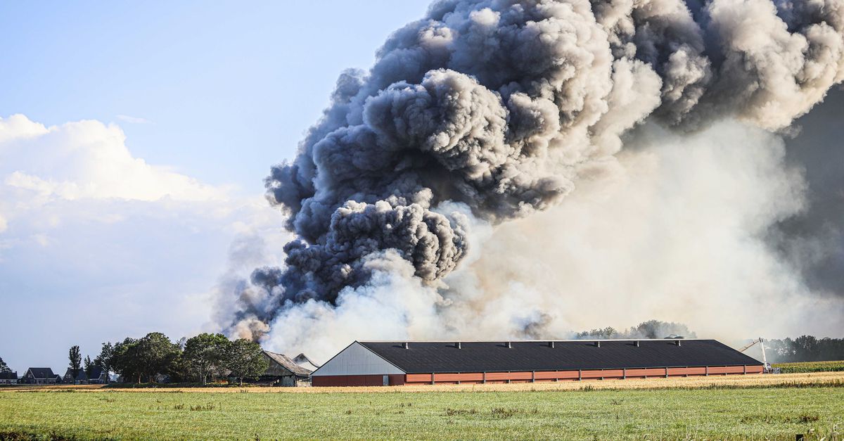Tienduizenden kippen omgekomen bij grote brand Friesland - NRC