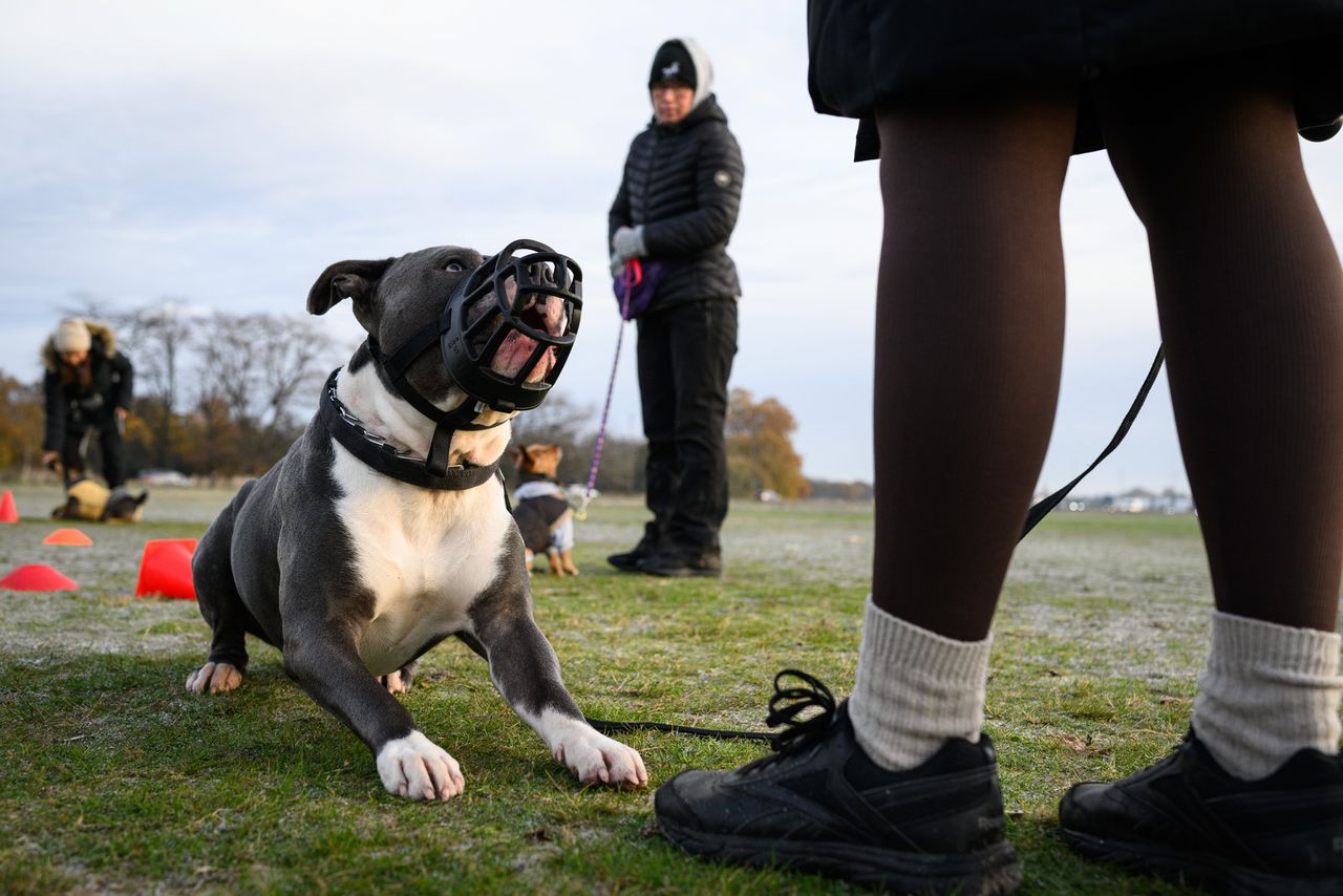In hondenminnend VK is niet iedereen blij met het verbod op de bijtgrage XL-bulldog 
