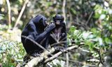 A bonobo mother nurses her son in the Congolese reserve where the researchers worked.