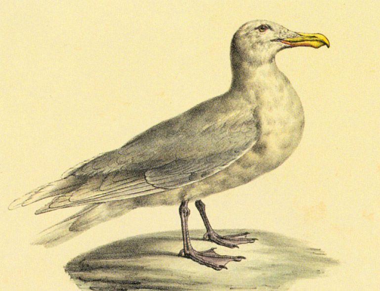 Grote Burgemeester Uit besproken boek: Kester Freriks: Vogels kijken. Athenaeum-Polak & Van Gennep, 320 blz. €19,95