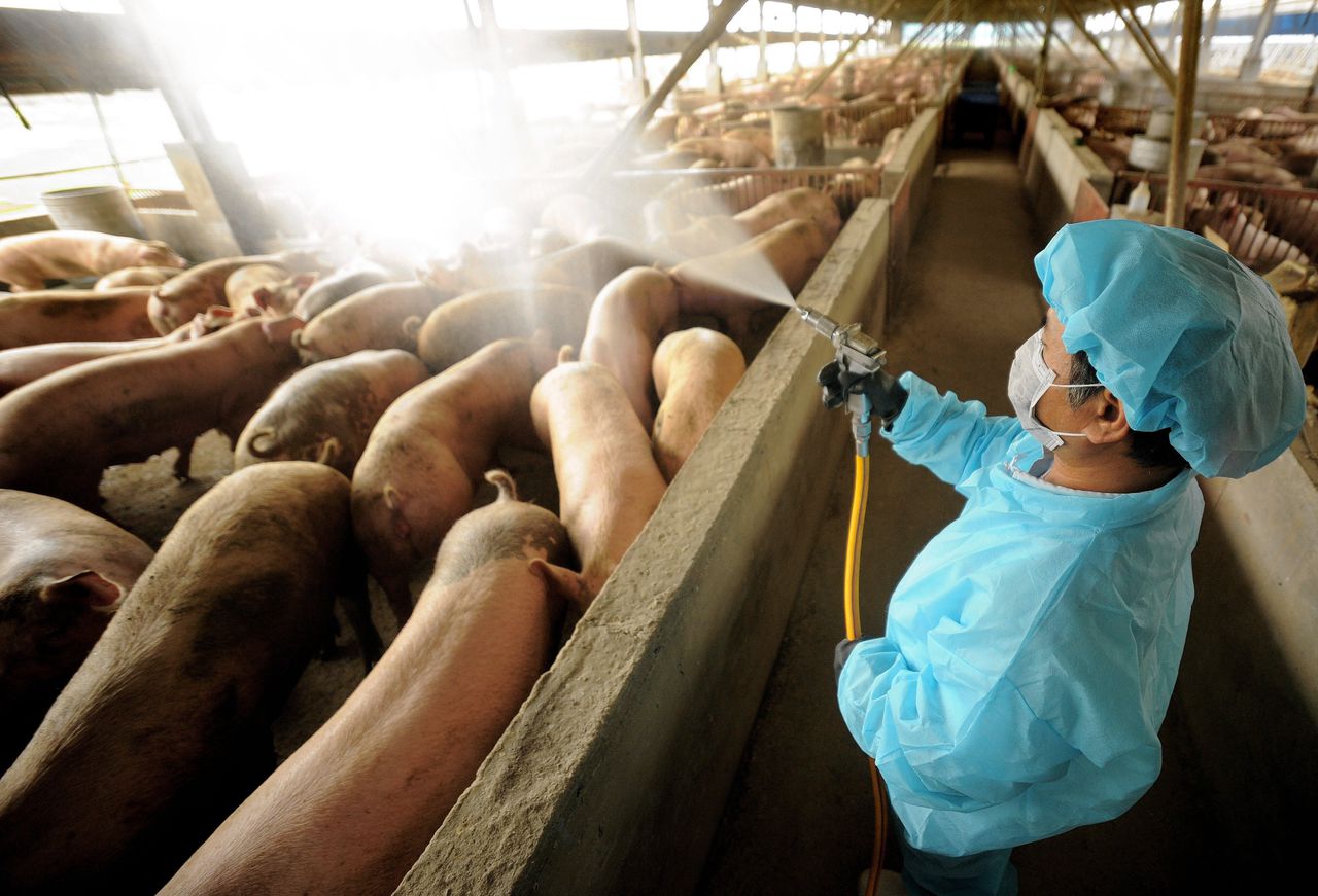 Op een Taiwanese varkensboerderij worden in 2009, tijdens de Mexicaanse griep, varkens uit voorzorg ontsmet.
