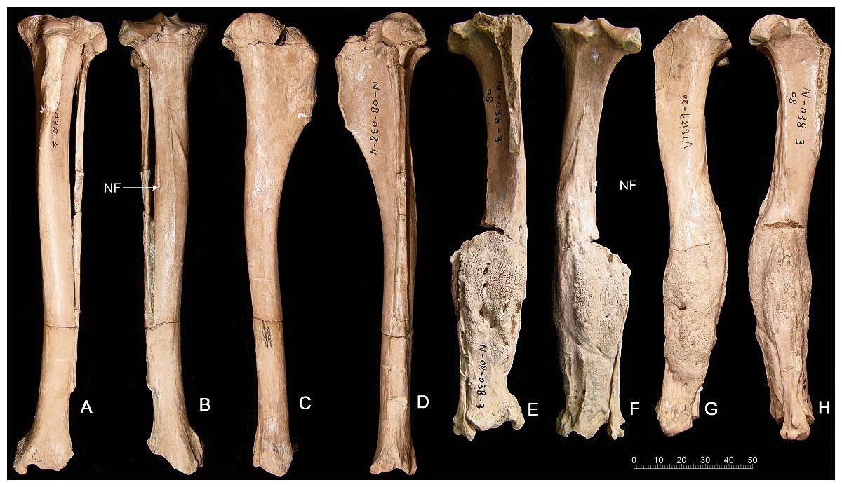 De rechterachterpoot van een Canis chihliensis (1,2 mln. jaar oud) is gruwelijk gebroken en weer aan elkaar gegroeid. Links de ongeschonden linker poot. De botten zijn van vier kanten gefotografeerd.