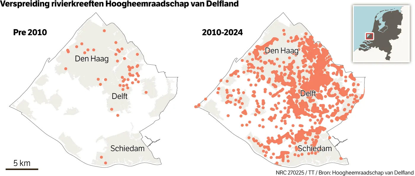 Rivierkreeften vreten en graven maar door: koeien zakken door de grond
