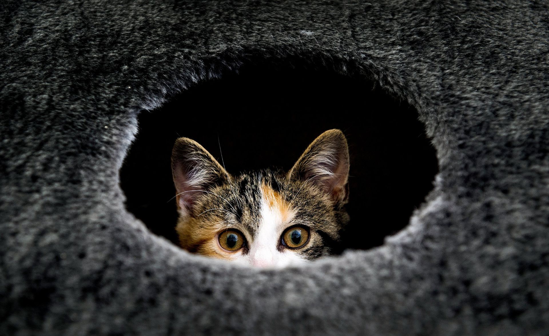 Кот выглядывает из дыры
