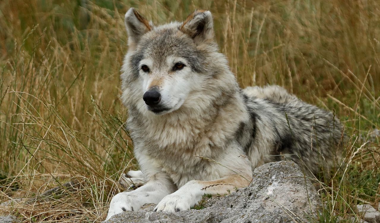 Een Siberische wolf in Frankrijk,