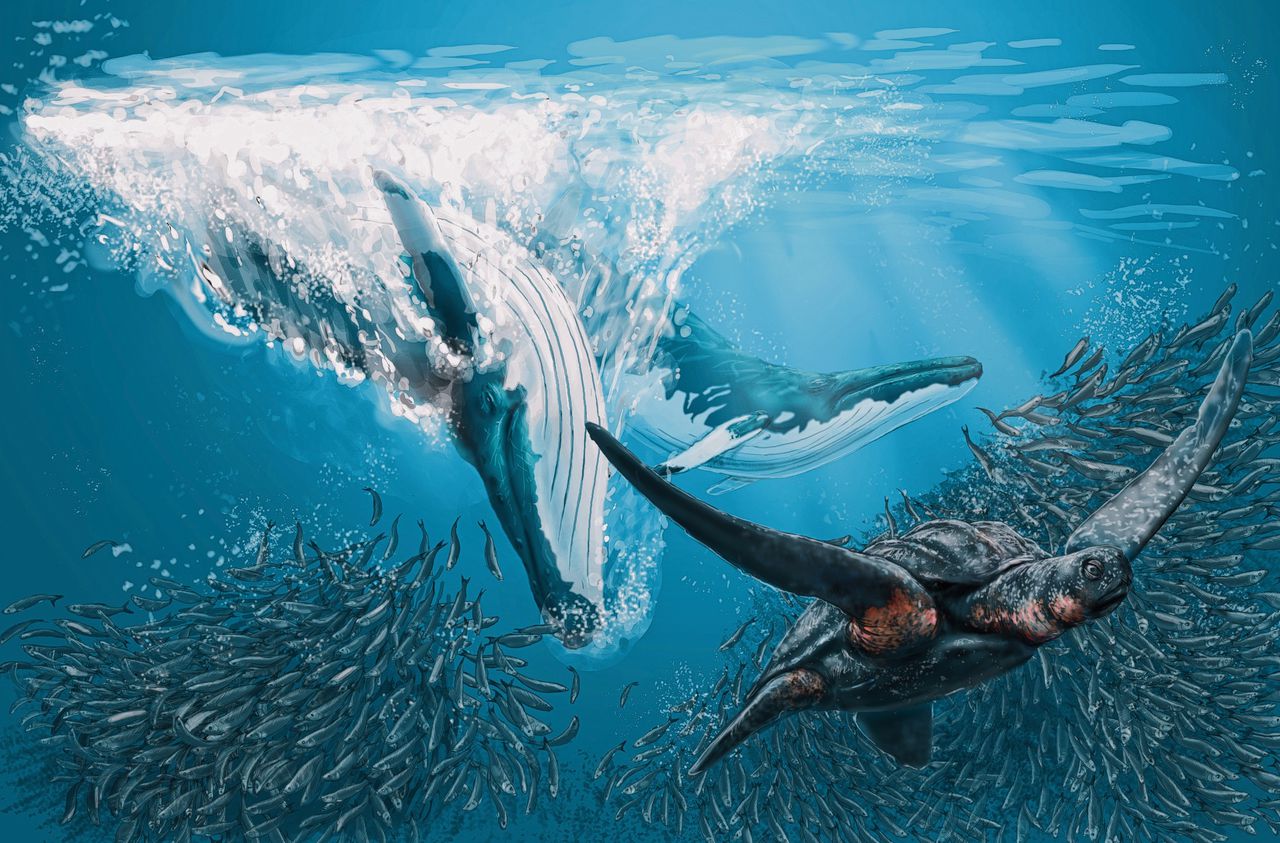 Een tekening van baleinwalvis Nehalaennia devossi, die lang geleden zwom in Zeeuwse wateren.