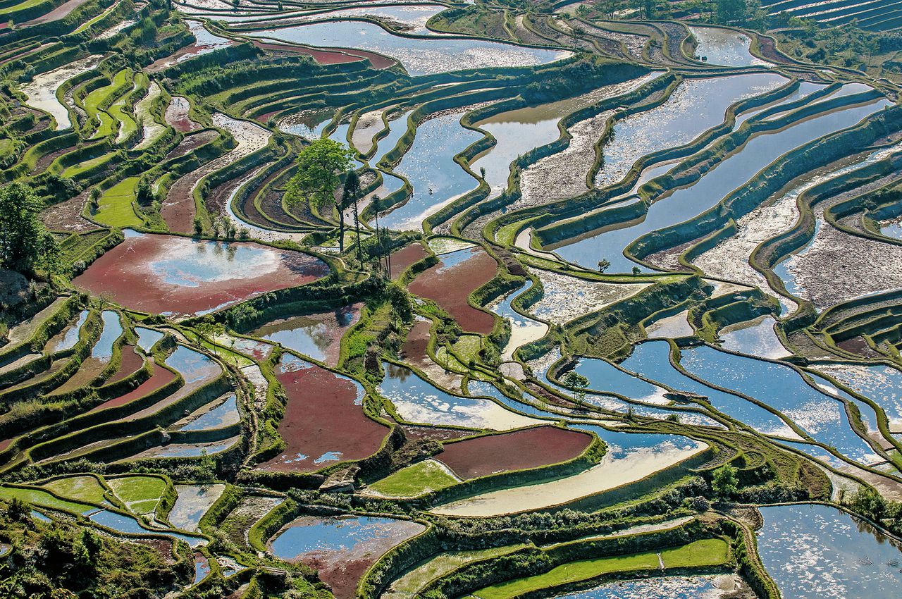 Rijstvelden op ‘terrassen’, in de zuidelijke Chinese provincie Yunnan.