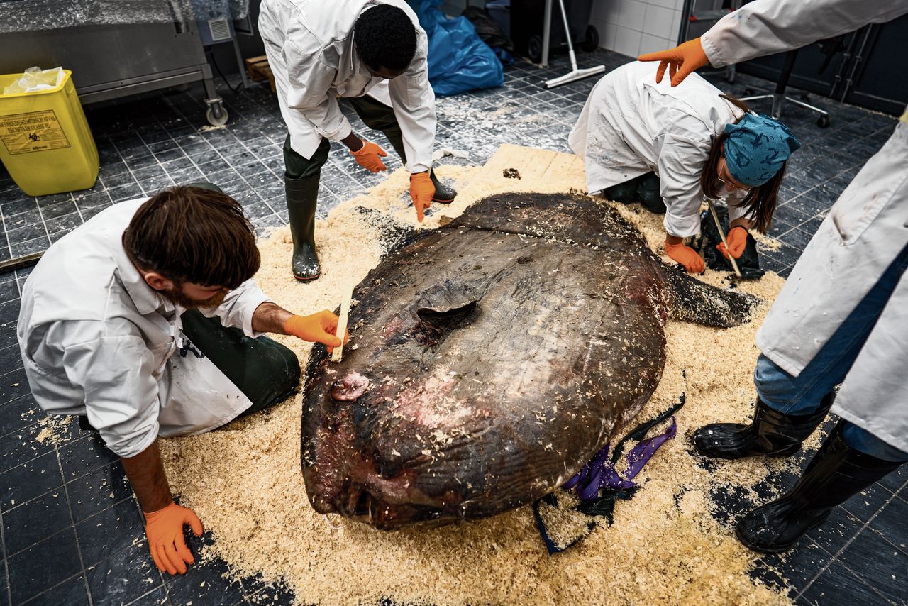 Maanvis ‘Nemo’ heeft maar één zielig vinnetje 