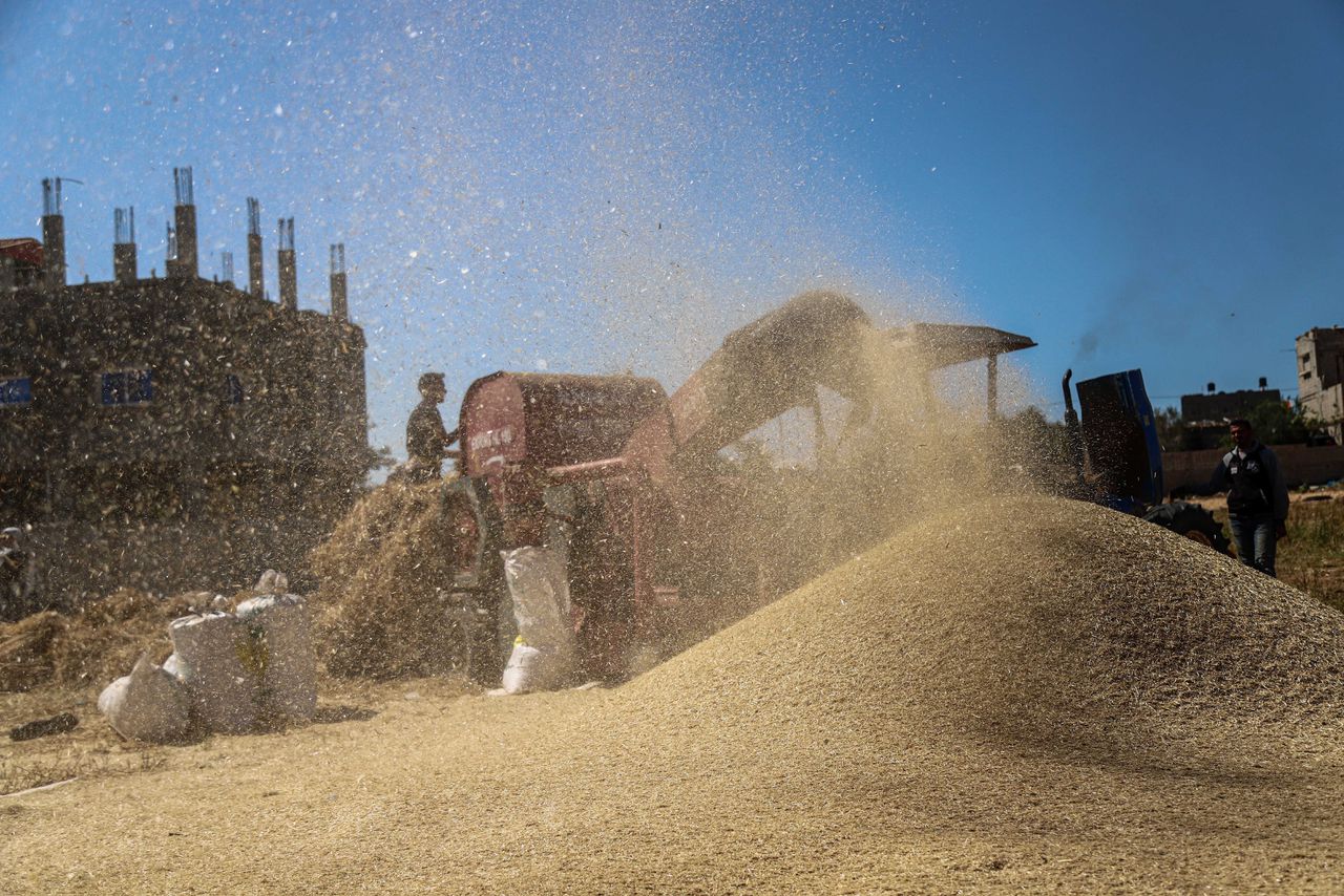 Palestijnse boeren oogsten tarwe in Gaza.