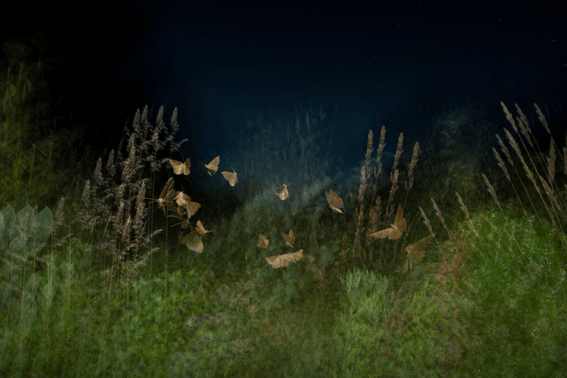Nachtelijke insectendans, gevangen in het knipperlicht van fotograaf Rogier Maaskant 