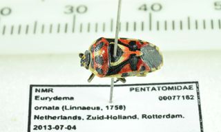 Het Nieuws Van 13 Augustus 2013 Nrc