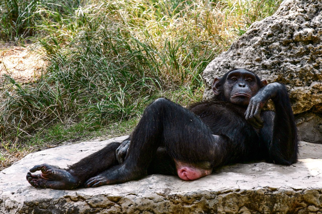 „Chimpansees zijn achterwerkspecialisten geworden”, aldus Frans de Waal. Ze herkennen elkaar snel aan de billen.