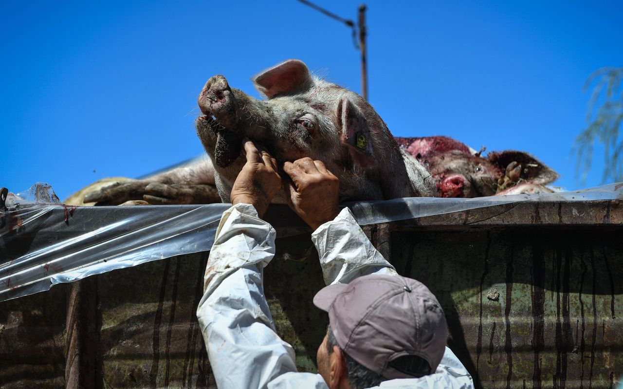 140.000 varkens geruimd na uitbraak pest in Roemenië 