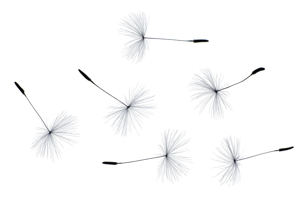 How does a dandelion suddenly turn into such a white fluff?