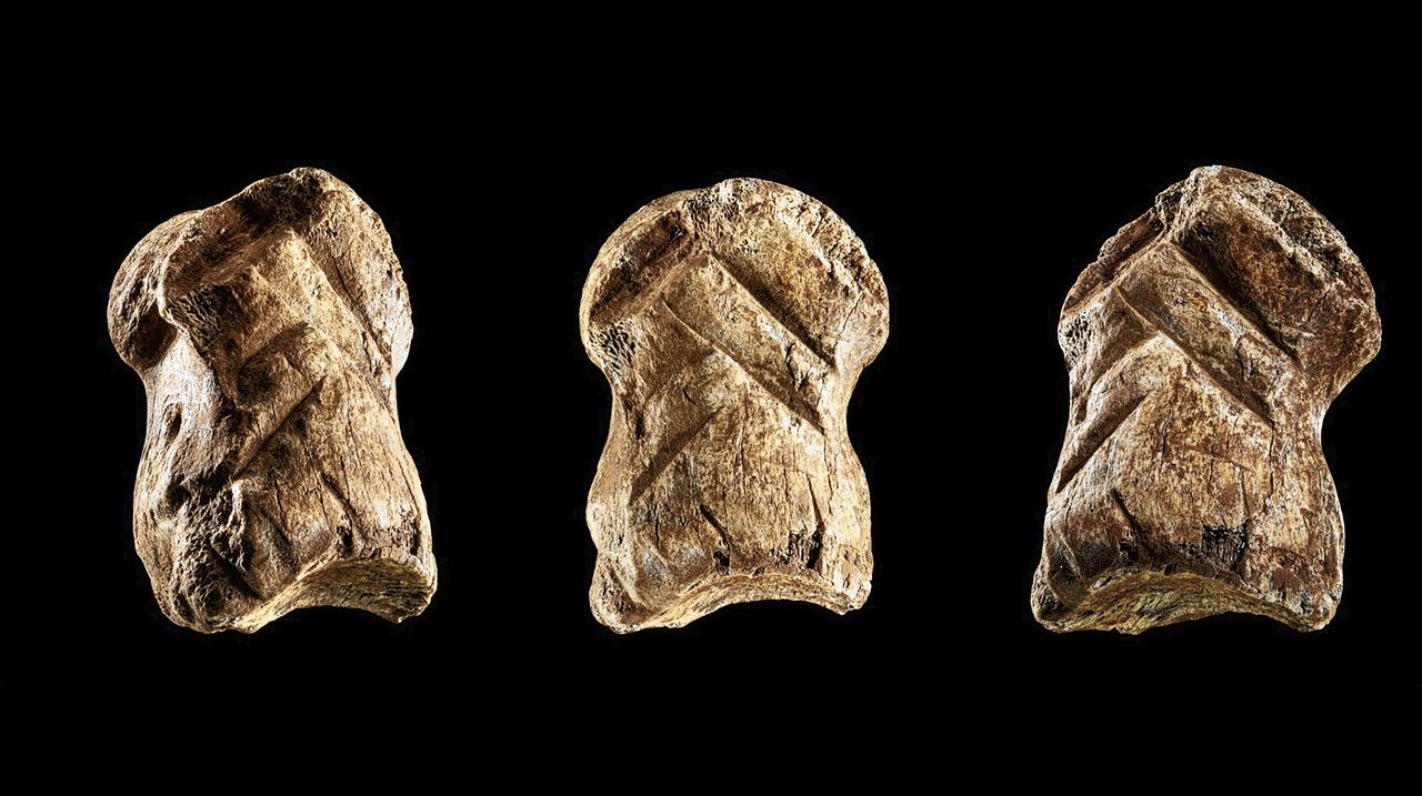 Voetbeentje van een reuzenhert (5,5 centimeter groot). De strepen zijn 50.000 jaar geleden door een Neanderthaler aangebracht.