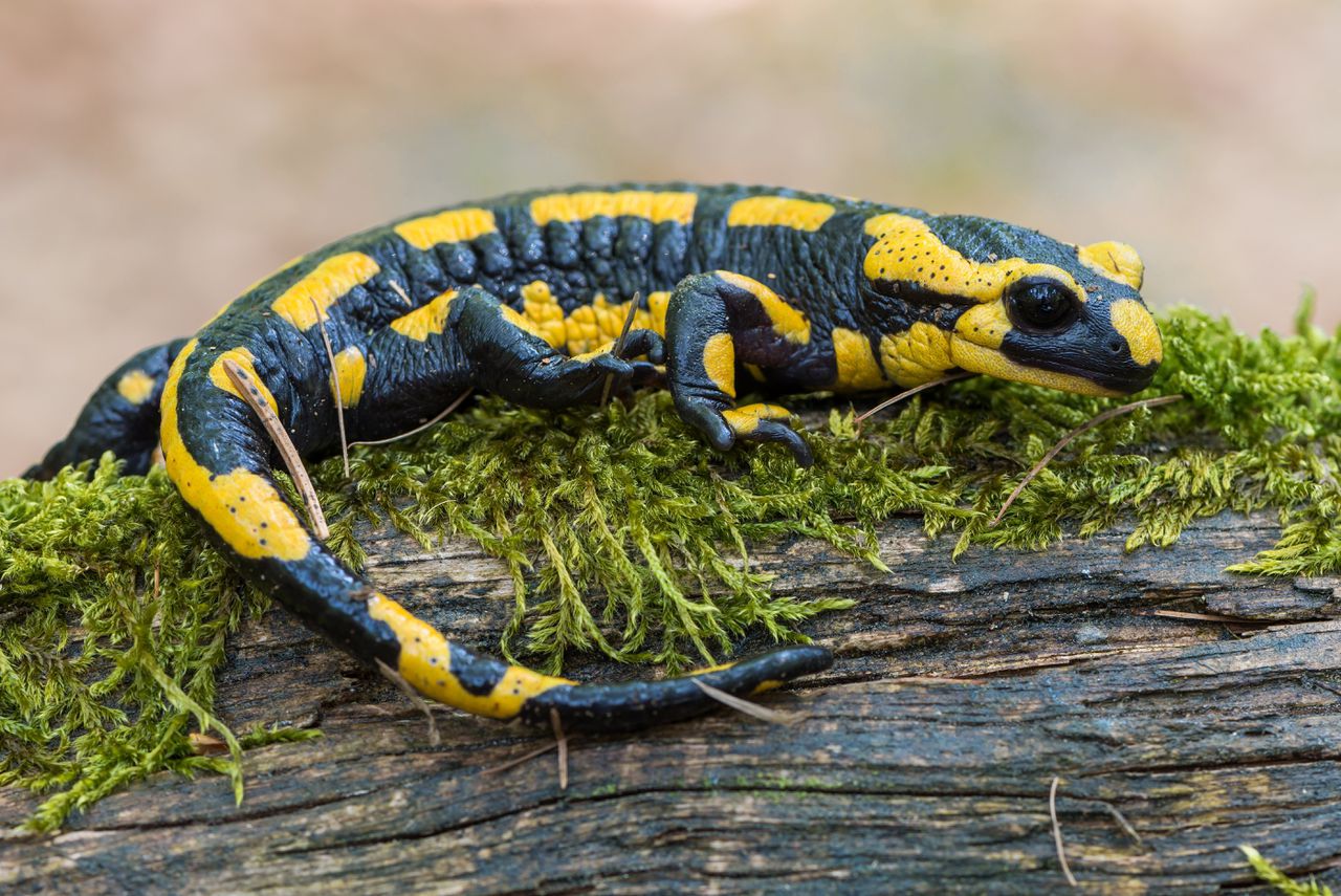 De vuursalamander is een van de salamanders door de huidaantastende schimmel ‘Bsal’ bedreigd wordt. Foto Marek R. Swadzba