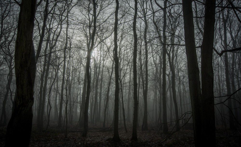 Mist in een bos bij De Horsten.