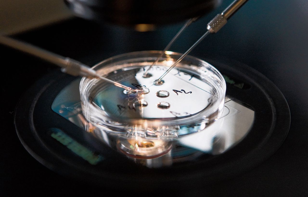 Embryoselectie op de ivf-afdeling van het academisch ziekenhuis Maastricht. Amerikaanse onderzoekers kunnen nu al tijdens de bevruchting een schadelijke mutatie in het DNA repareren.