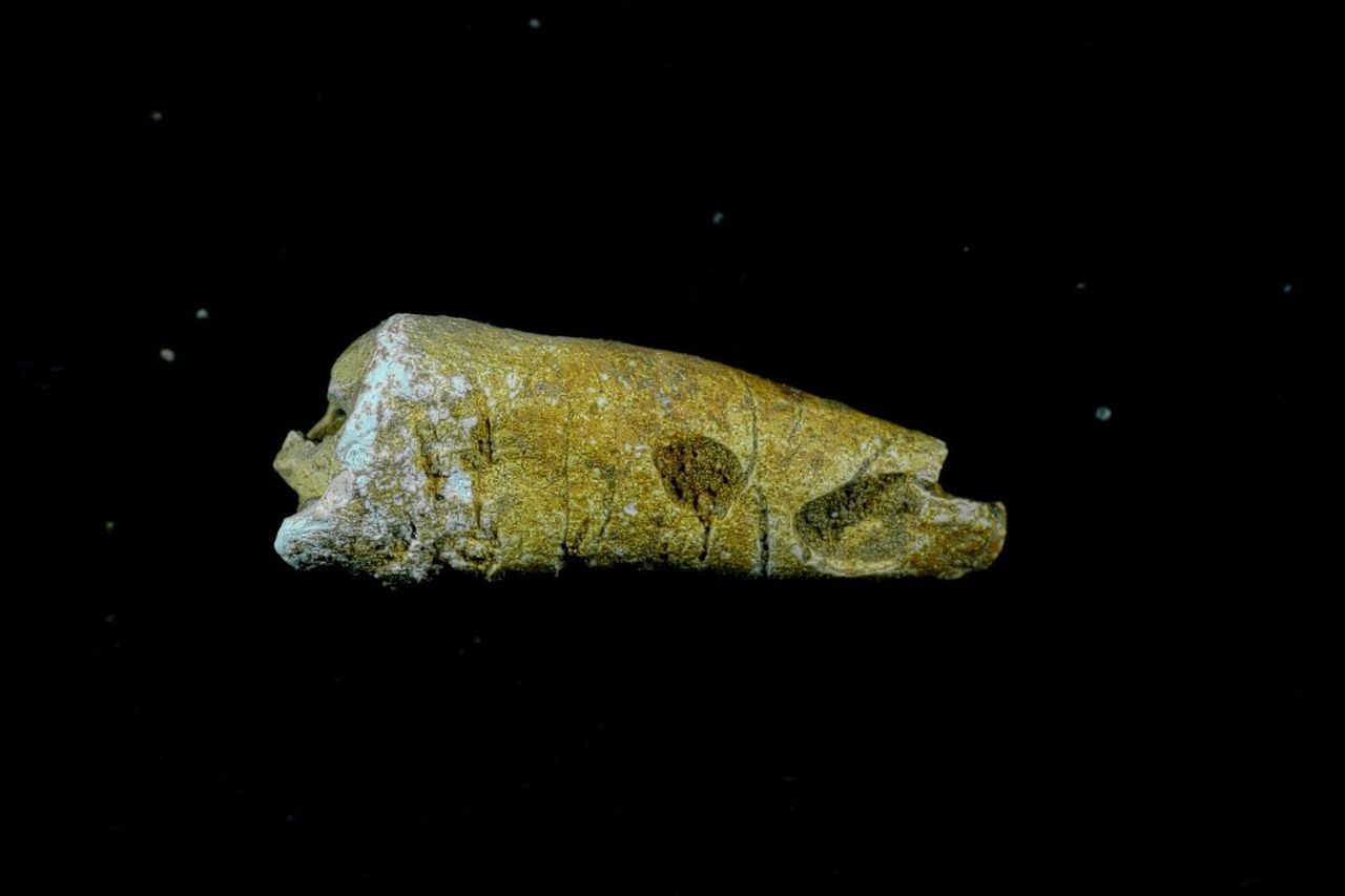 Fragment van een tand uit het graf. Mogelijk wordt er nog isotopenonderzoek gedaan om meer te weten te komen over de herkomst en het dieet van de gecremeerde.