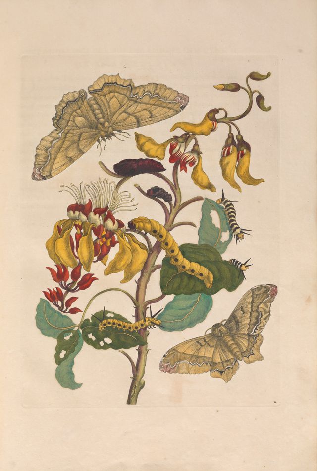 Dit boek vol Surinaamse insecten was een belangrijke bron voor Linnaeus ...