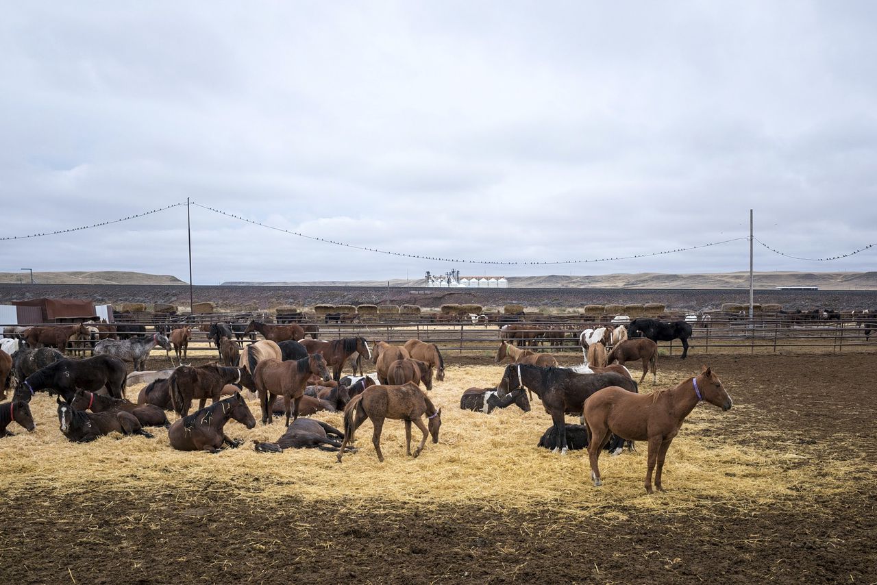 Paarden wachten in Shelby, Montana, op hun export naar Canada. In de VS mogen paarden niet worden geslacht voor consumptie, in Canada wel.