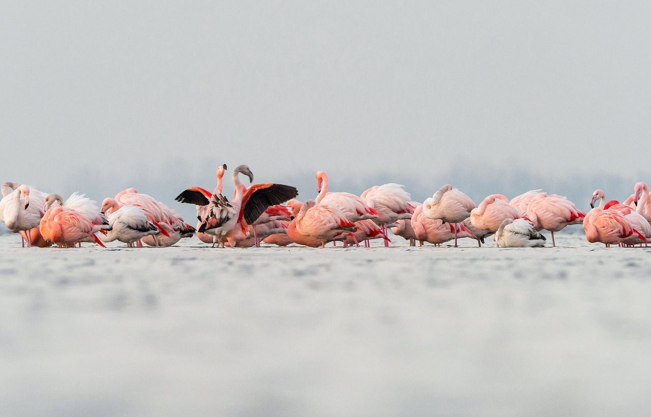 Een stuk of zestig flamingo’s overwinteren in de Grevelingen, op de grens van Zeeland en Zuid-Holland.