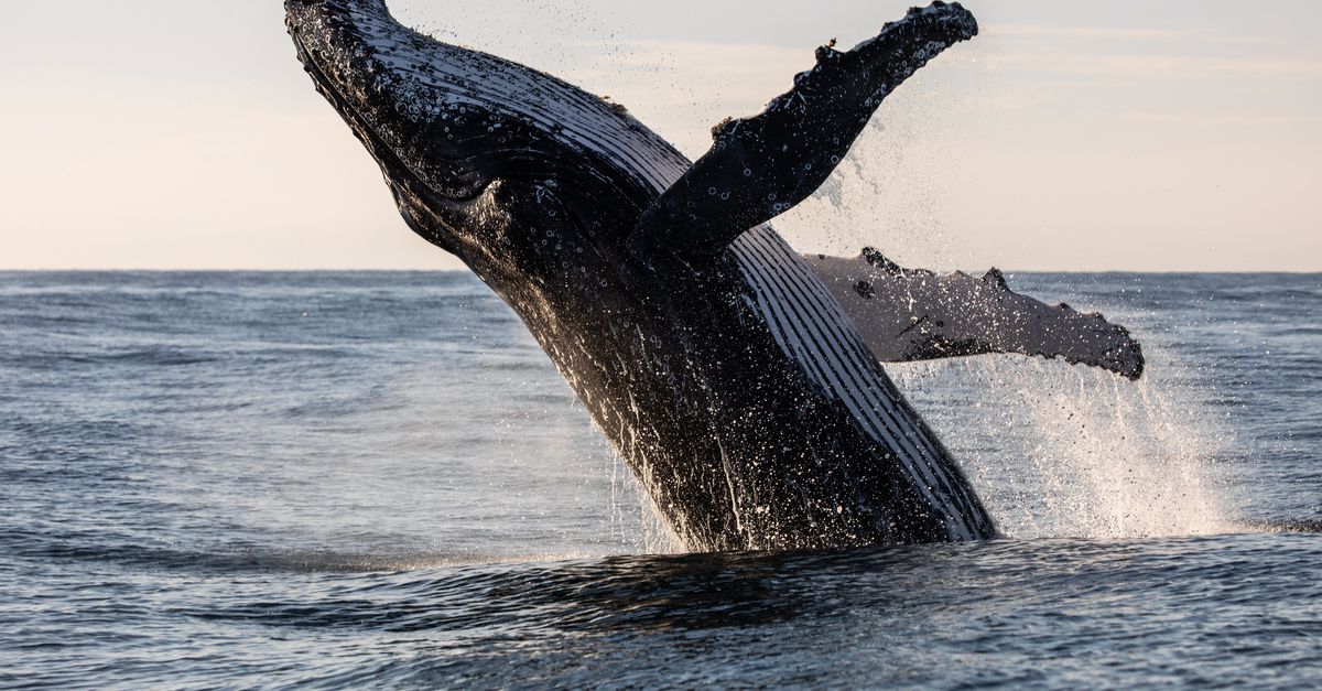 Humpbacks make a huge ocean crossing, from one population to another