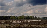 2021年にブッスマーハイデにあるグーワ自然保護区の羊の群れ。 