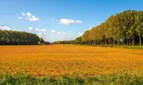 Chemical company Bayer has to pay $ 2 billion in Roundup case