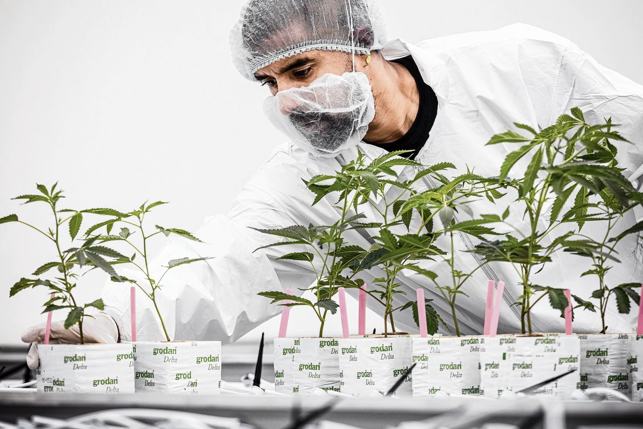 Wietexperiment haalt 'de gestigmatiseerde branche uit het verdomhoekje', maar kan het ook drugscriminaliteit tegengaan? - NRC