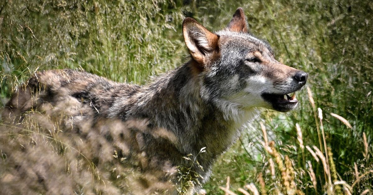 Duitse Landbouwminister wil de wolvenpopulatie verkleinen door jacht in de zomer toe te staan